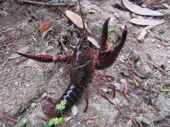 Crayfish